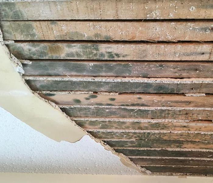 picture shows the lats on the ceiling covered in mold
